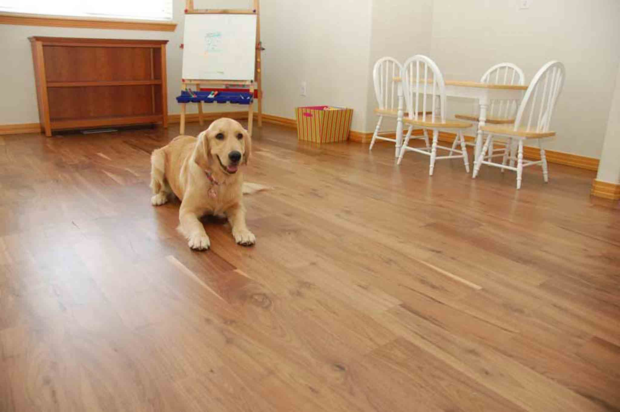 A dog sitting on light wood flooring, installed by Footprints Floors of the MidSouth.